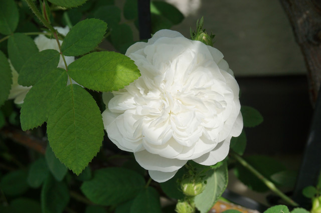 白バラ マダムアルディ マダムアルディ バラの品種名 さん Acafe Aの写真投稿サイト ソニー