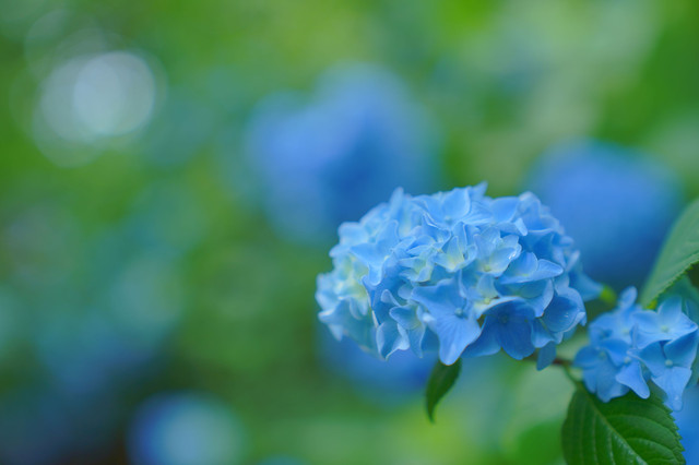 水無月の紫陽花 青色の花 ひなたけさん Acafe Aの写真投稿サイト ソニー