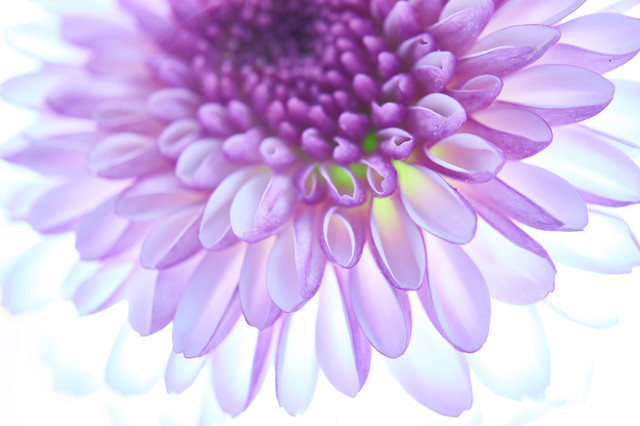 輝華 輝く花は魅力的 10枚組 やまと ほしとさん Acafe Aの写真投稿サイト ソニー