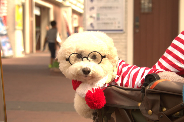 ウォーリー犬 Guri3さん Acafe Aの写真投稿サイト ソニー