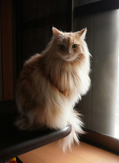 猫のいる幸せ あくあさん Acafe Aの写真投稿サイト ソニー