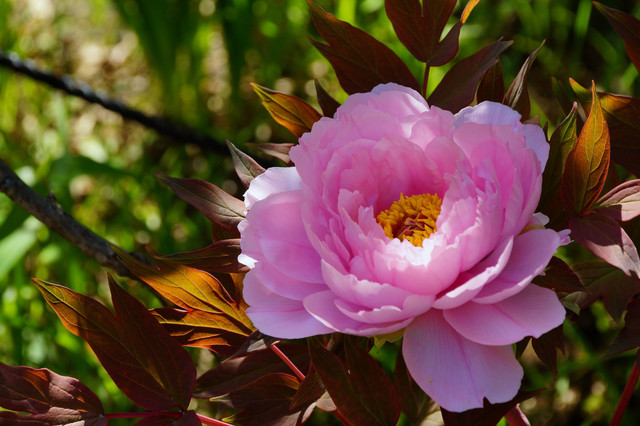 牡丹の季節 Tokorojinさん Acafe Aの写真投稿サイト ソニー