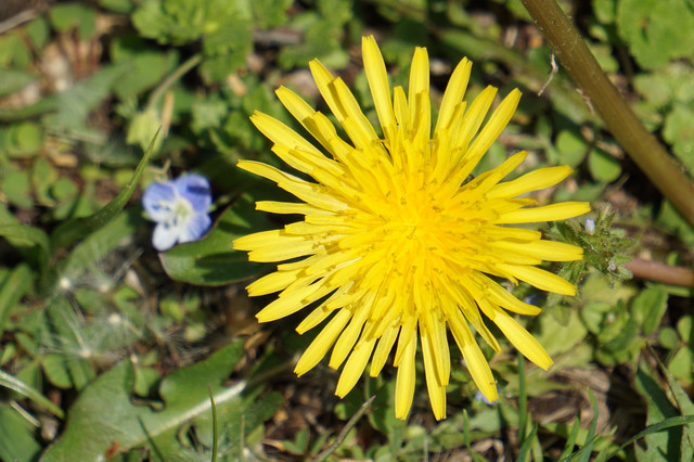 たんぽぽの詩 まるきさん Acafe Aの写真投稿サイト ソニー