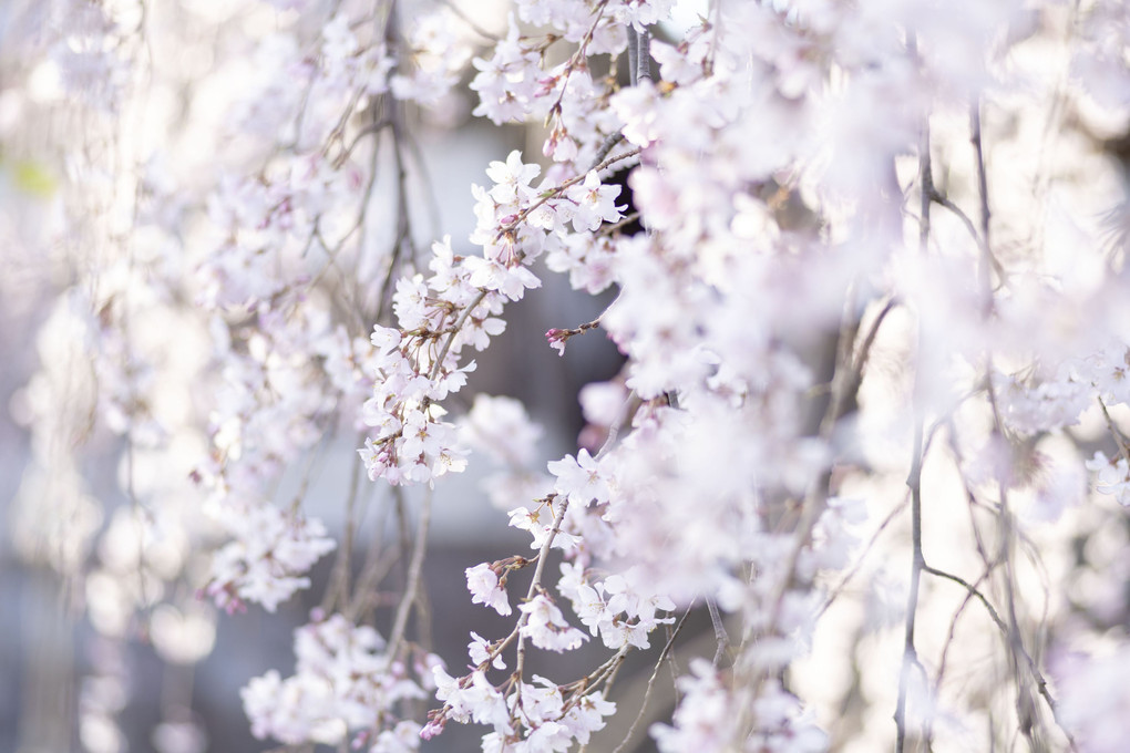 東郷寺の枝垂れ桜