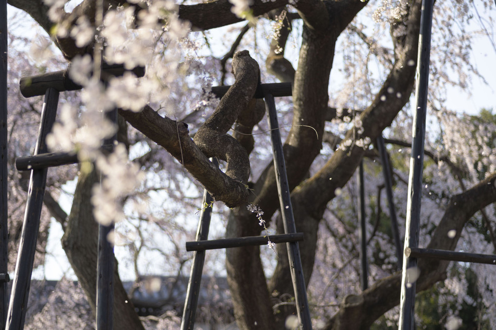 東郷寺の枝垂れ桜