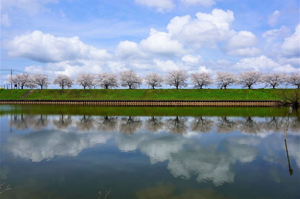 池の辺の桜