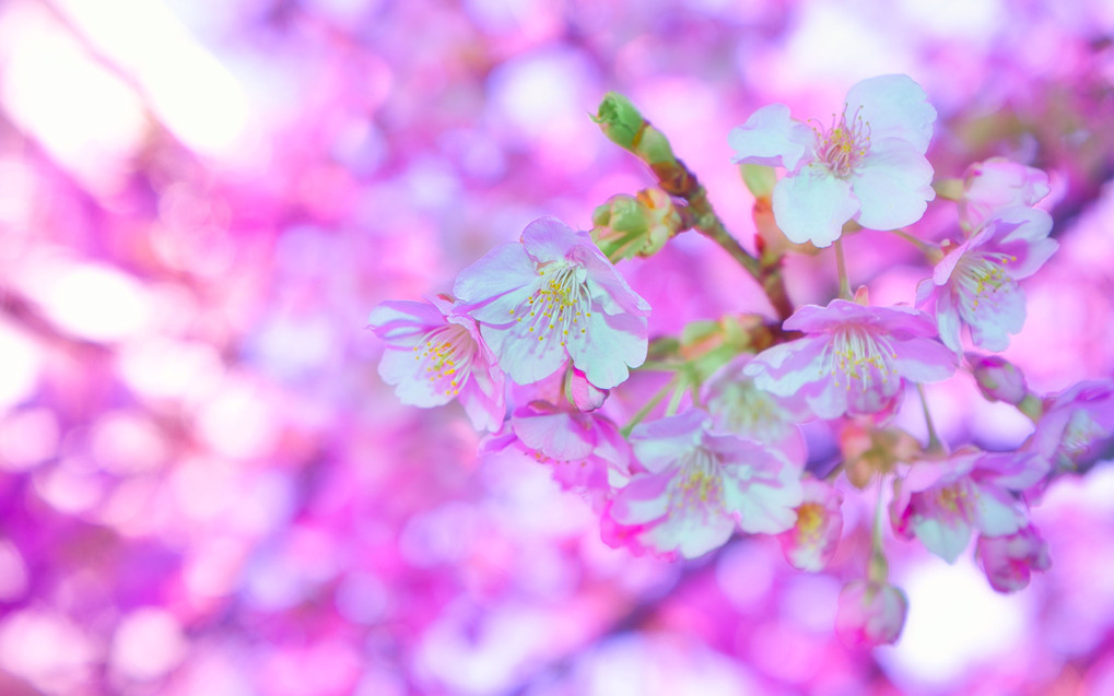 純白の桜＠アート表現/キットレンズ接写＋カラーシフト