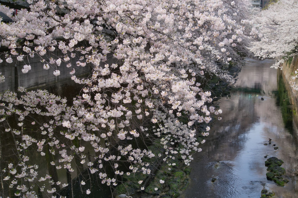 春爛漫・満開の桜＠面影橋