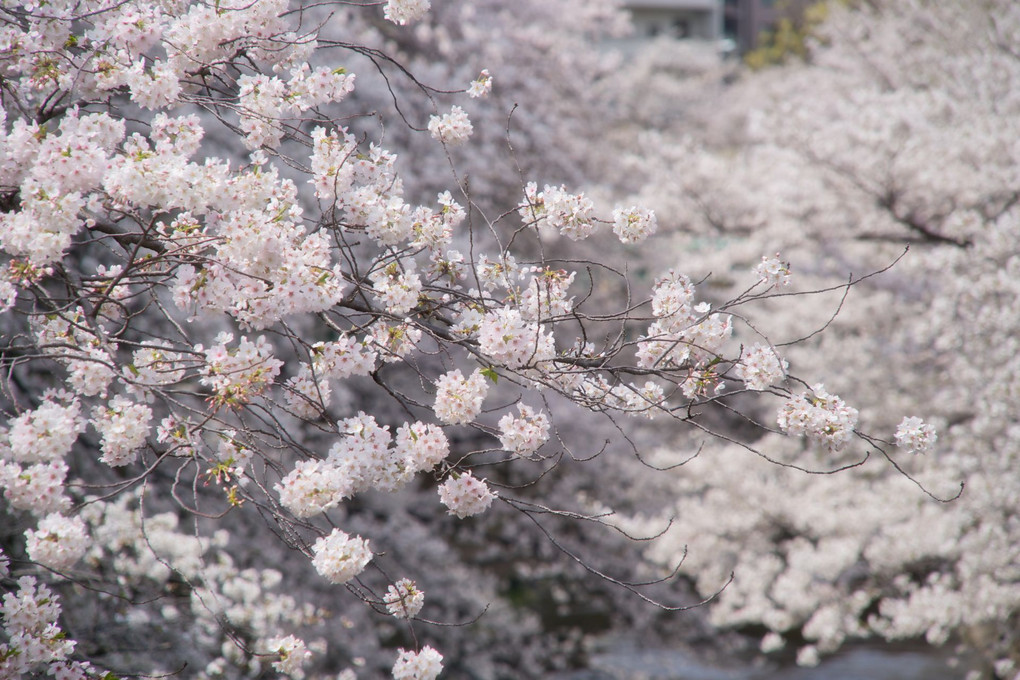 春爛漫・満開の桜＠面影橋