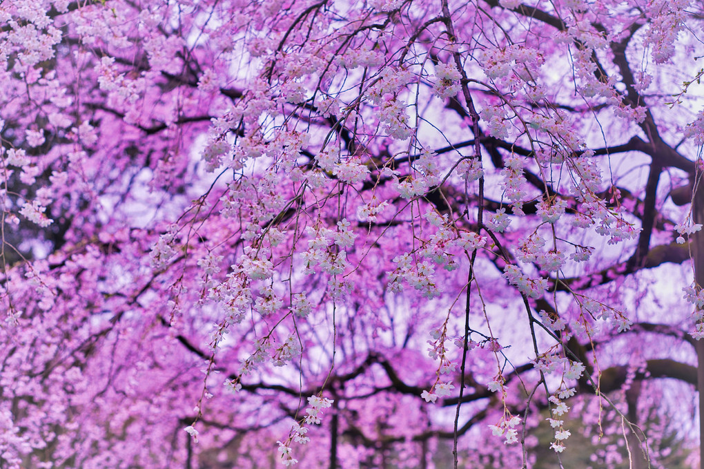 雨の六義園・しだれ桜＠感動表現・桜色カラーシフト