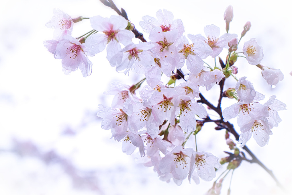 輝く花の雫・染井吉野＠飛鳥山公園/ストロボで花の雫を輝かせる！