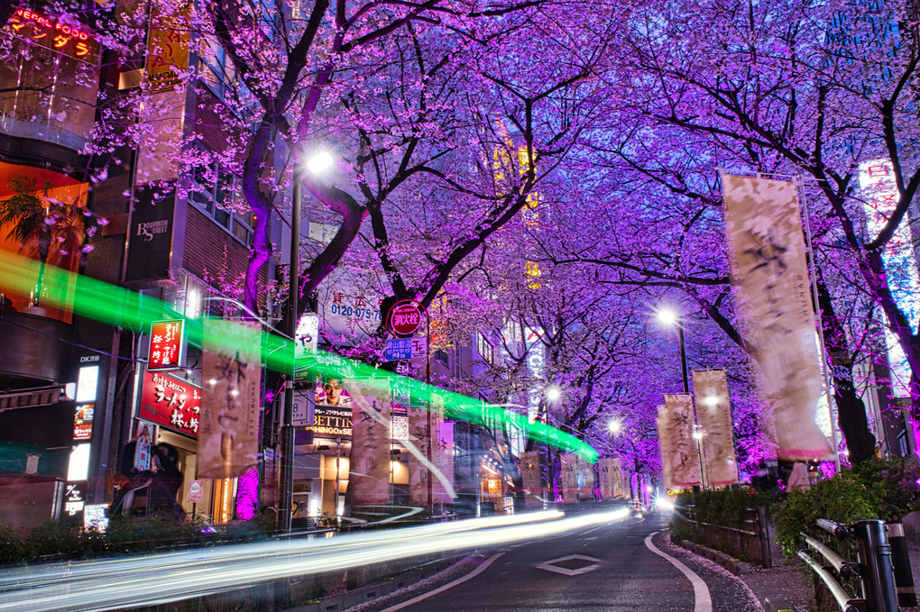 夜桜/光跡夜景・渋谷さくら坂＠渋谷桜丘さくらまつりライトアップ