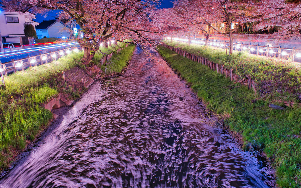 夜桜・花筏の流れ＠川越・新河岸川・氷川橋
