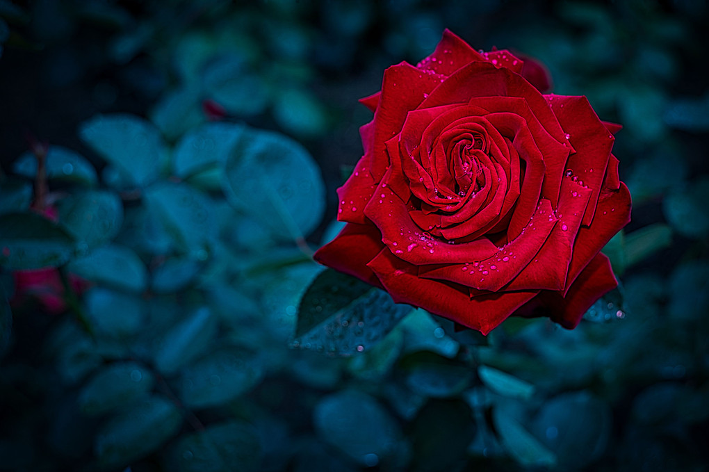 深紅・薔薇と雨粒＠ストロボで雨粒を輝かせる！