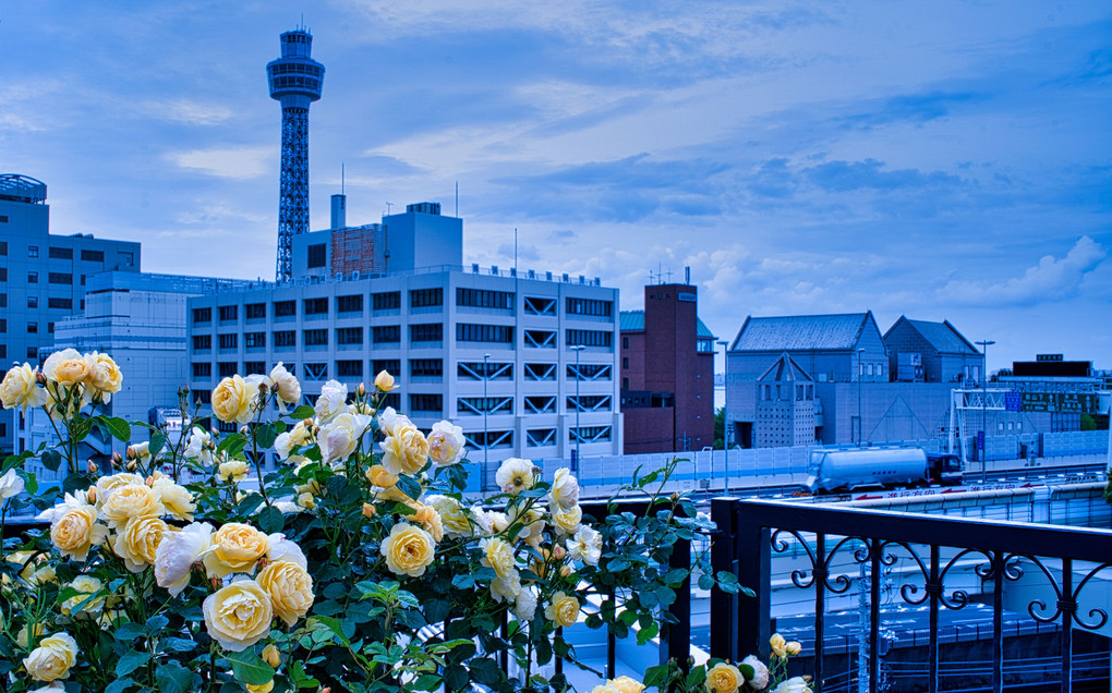 横浜マリンタワーと黄色バラ＠アメリカ山公園・ストロボカラーシフト