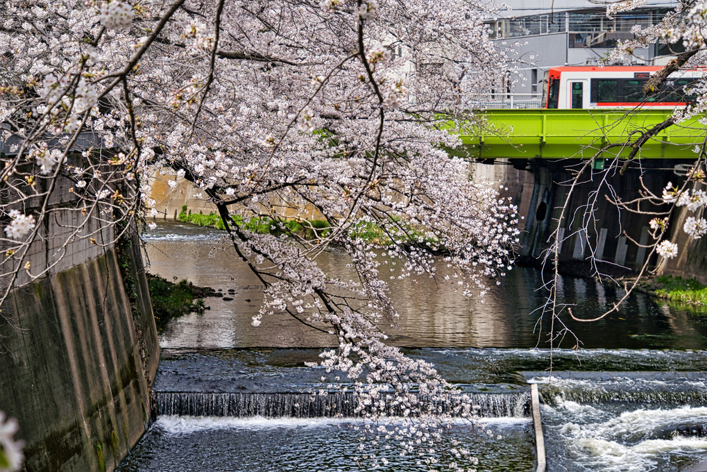 神田川の桜と魚道と東京さくらトラム＠学習院下