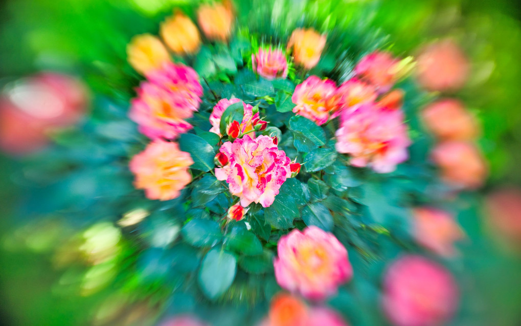 幻想的な薔薇＠旧古河庭園・春バラ