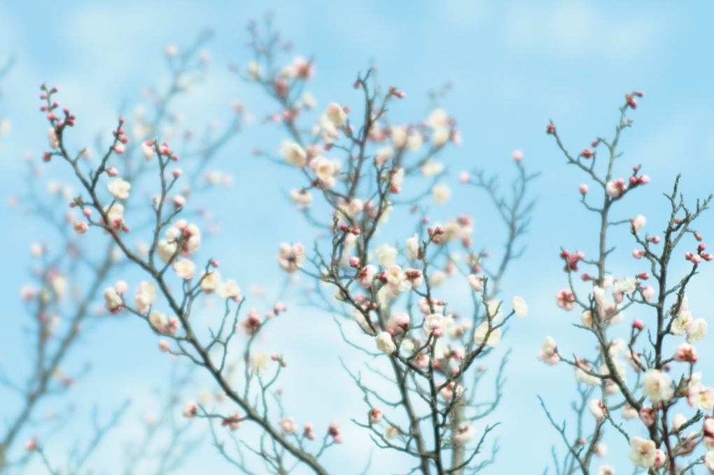 airy plum blossoms