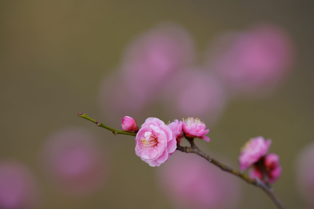 日本の色 春の色