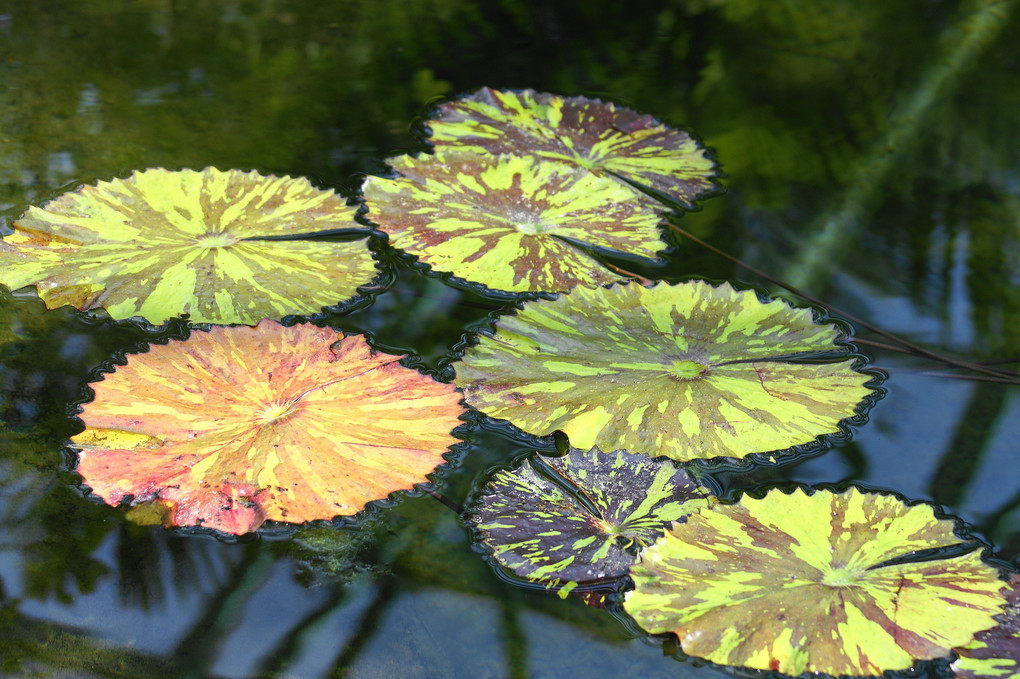 水性植物園で花の色々
