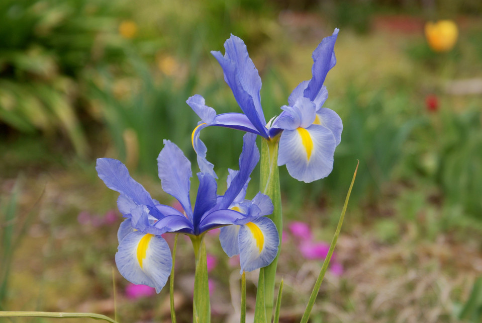 阿蘭陀菖蒲 アヤメ科植物特集中 Sophiaさん Acafe Aの写真投稿サイト ソニー 阿蘭陀菖蒲 アヤメ科植物特集中 Sophiaさん Acafe Aの写真投稿サイト ソニー