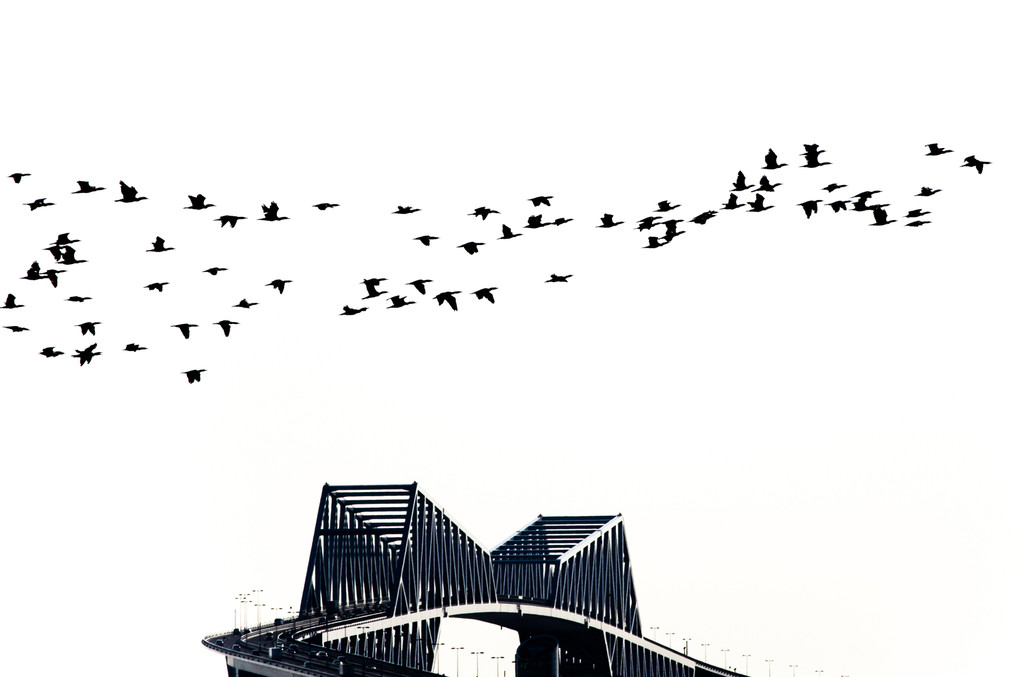 Bridge with Birds