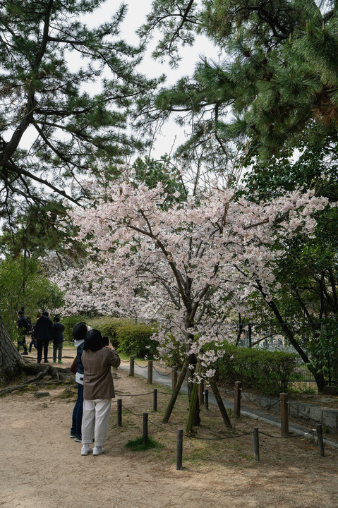 桜　2022　（１４）