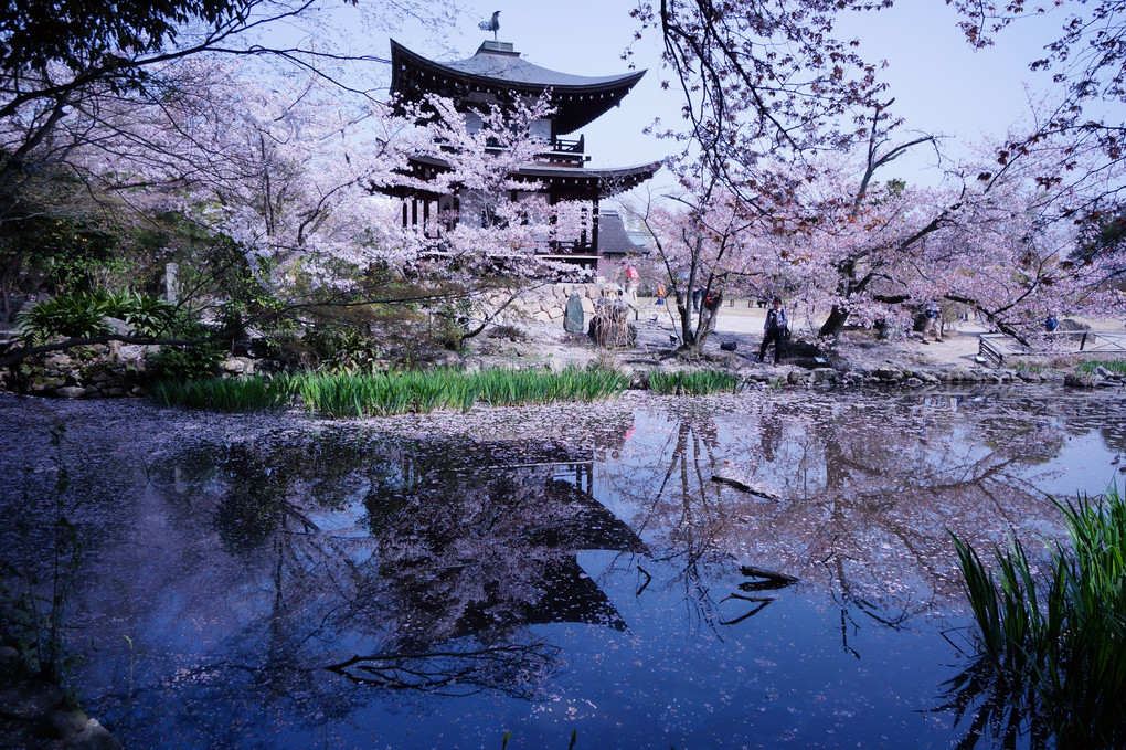 「京都・山科の桜」