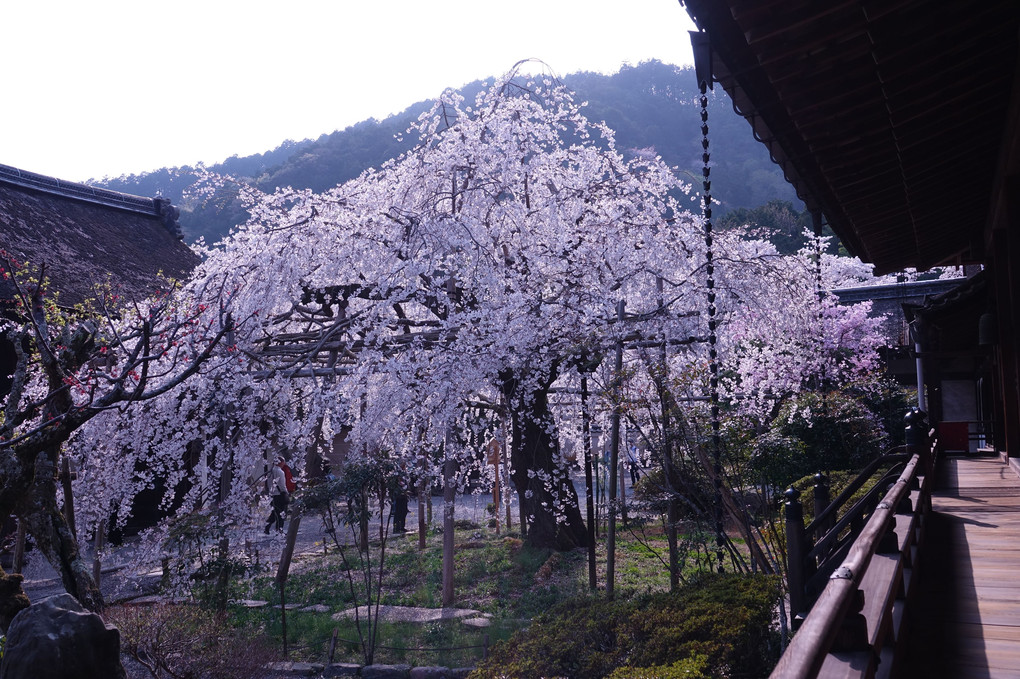 「京都・山科の桜」