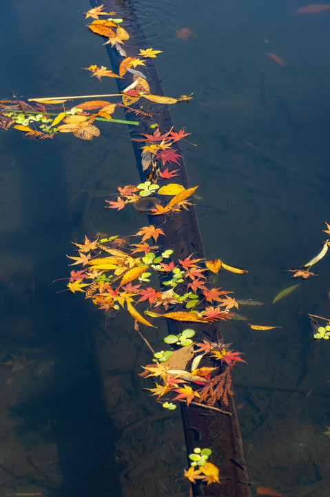 湯布院・金鱗湖の秋