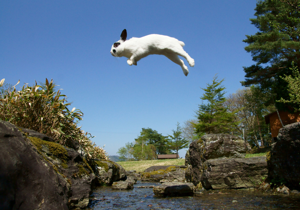 うさぎのジャンプ2 Hirosanさん Acafe Aの写真投稿サイト ソニー うさぎのジャンプ2 Hirosanさん Acafe Aの写真投稿サイト ソニー