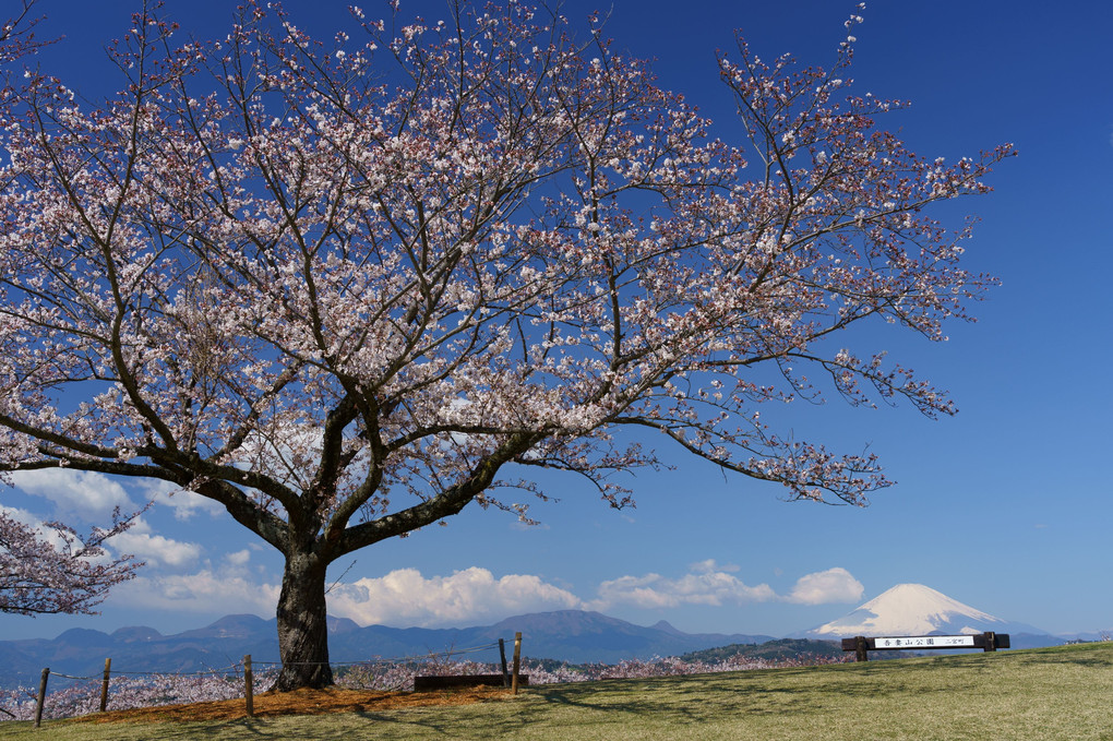 桜と富士の山