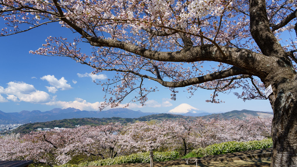 桜と富士の山