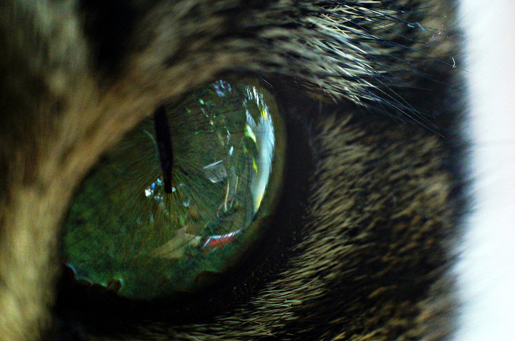 猫の目。#ペット自慢２０２４_#
