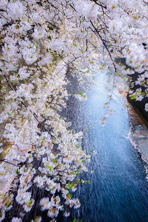 Sakura River
