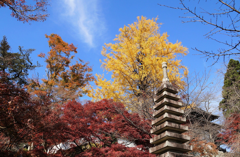湖西　西教寺の秋
