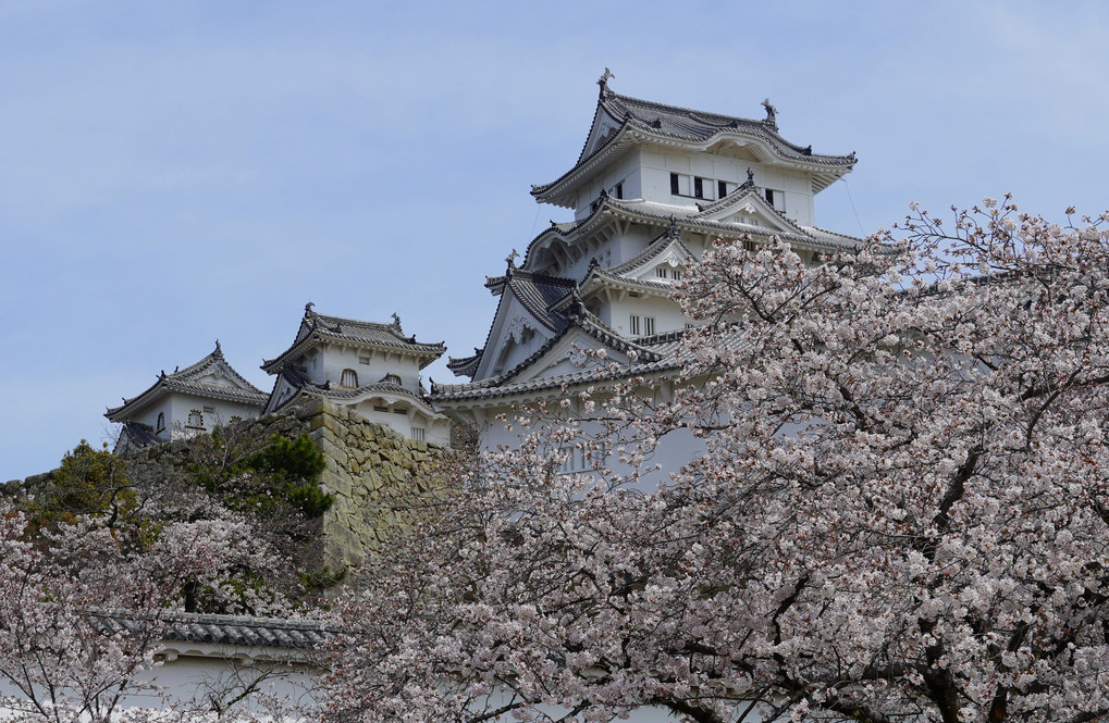 桜満開白鷺城