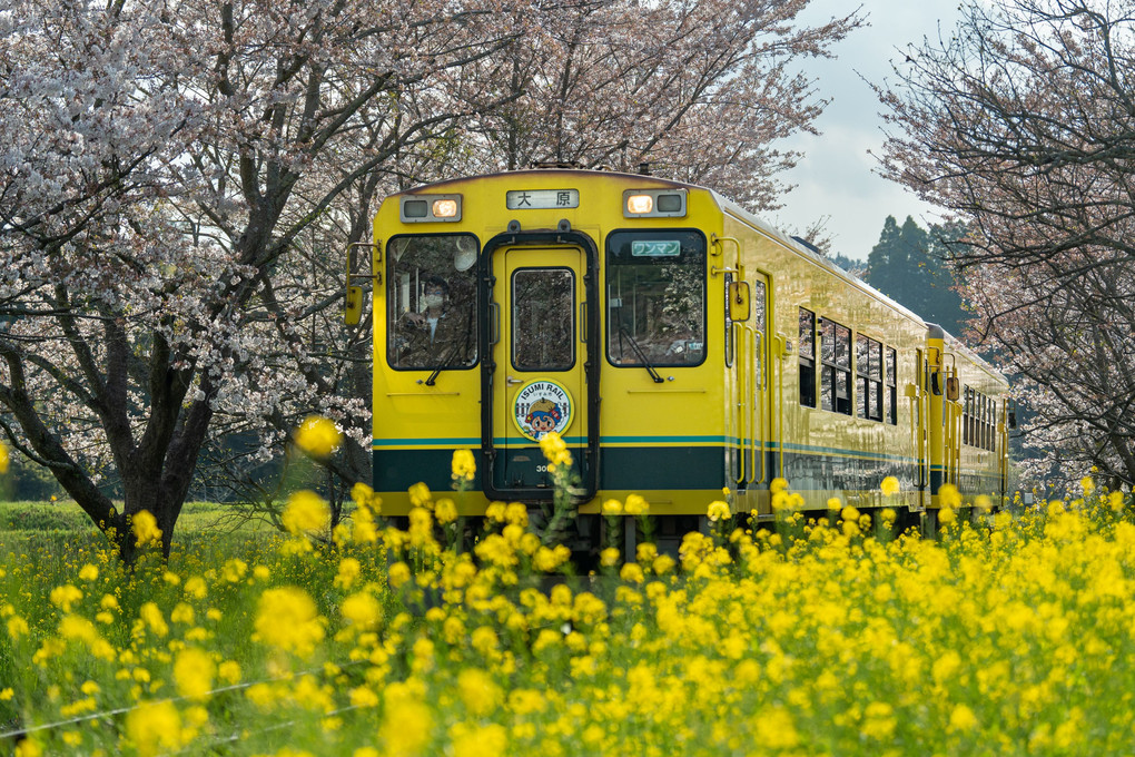 総元駅の桜と菜の花