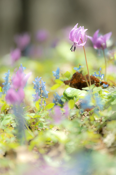 カタクリの花とエゾエンゴサク