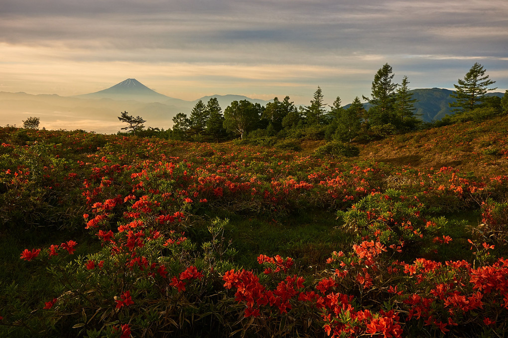 高山の花園からの富士山
