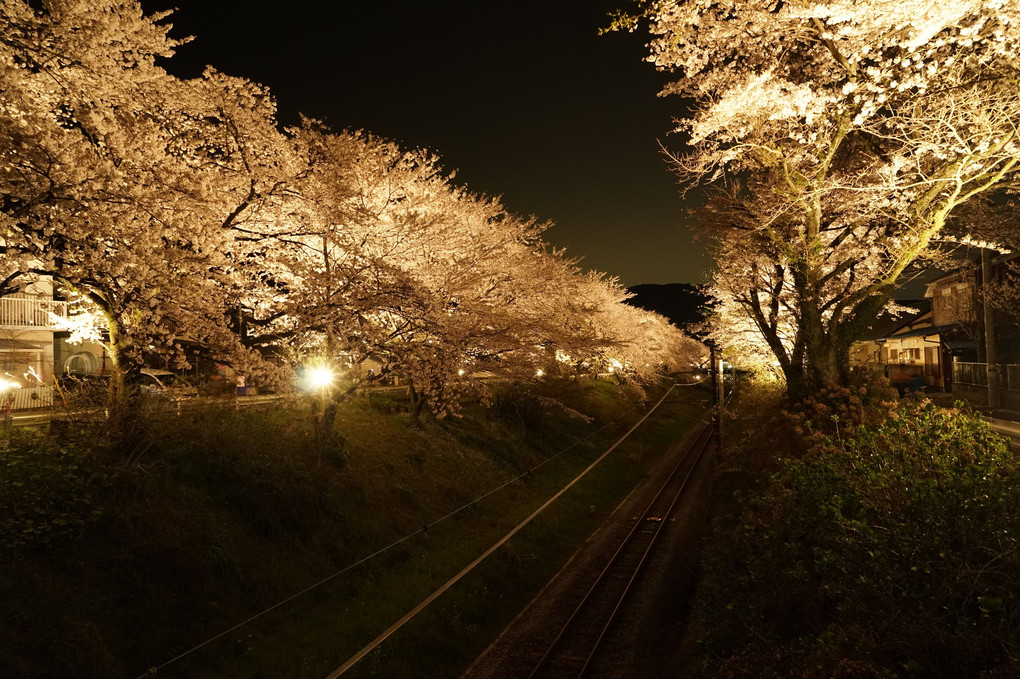 山北駅の夜桜