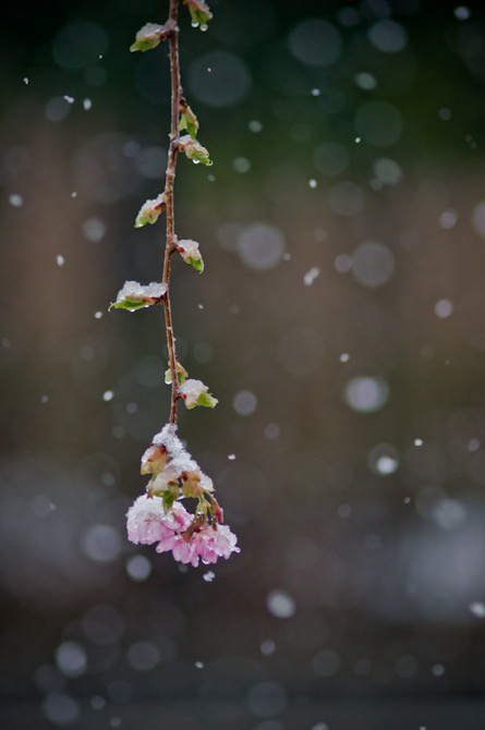 雪の河津桜