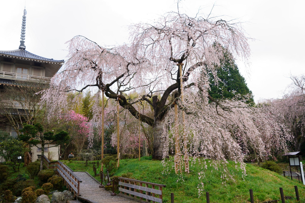 浄専寺の垂れ桜