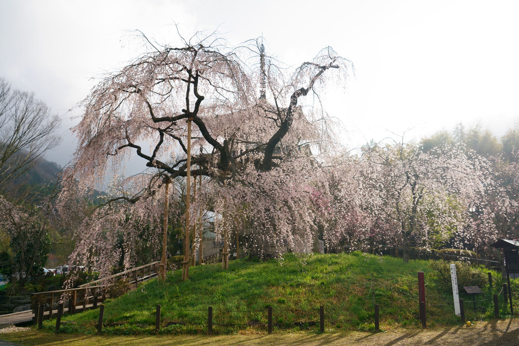 浄専寺の垂れ桜