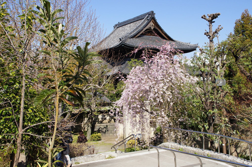 向島の寺桜