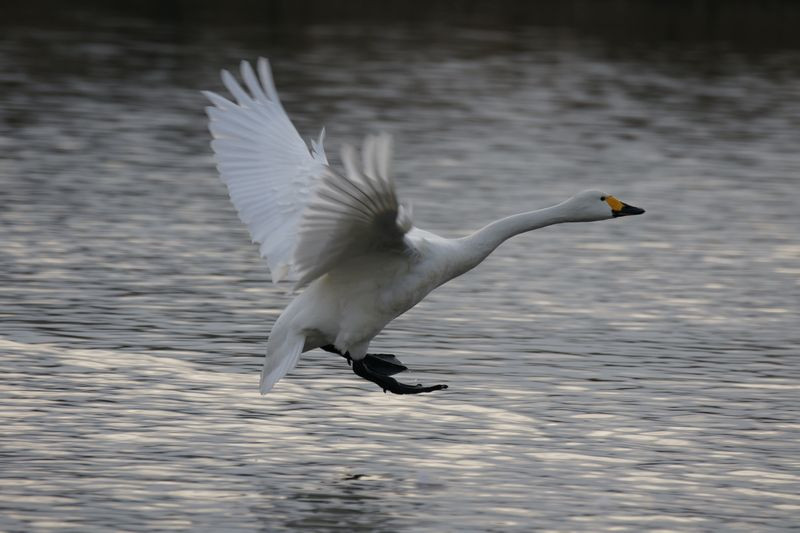 swan-001