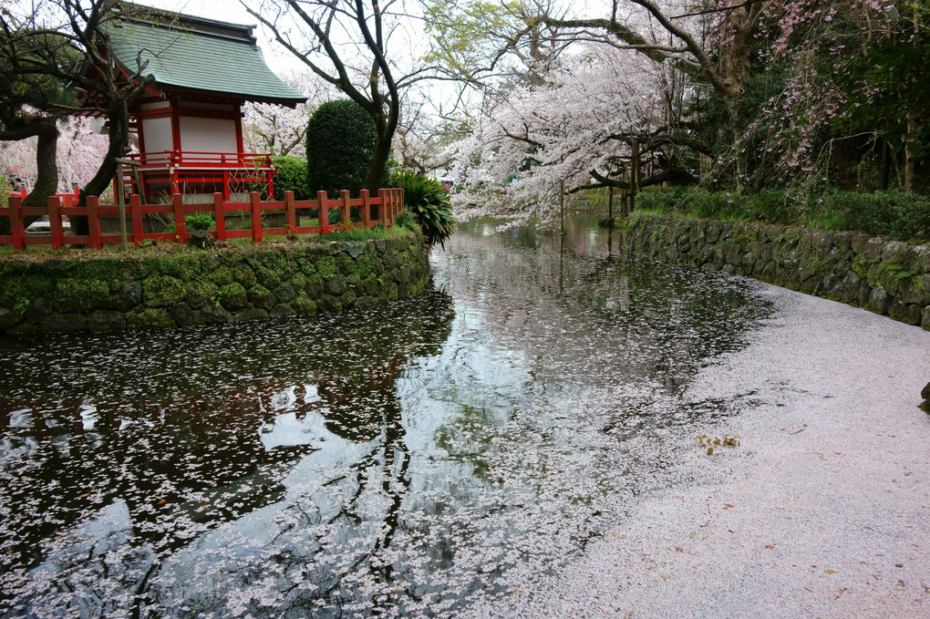水ぬるみ池も桜に染まる