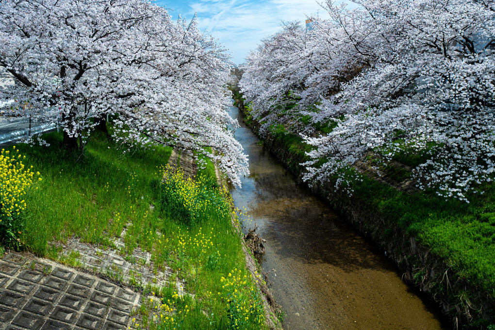 奈良　桜散歩