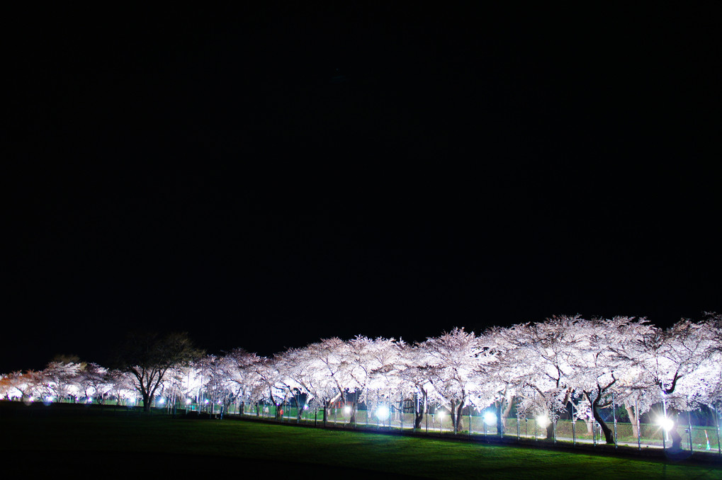 夜桜回廊