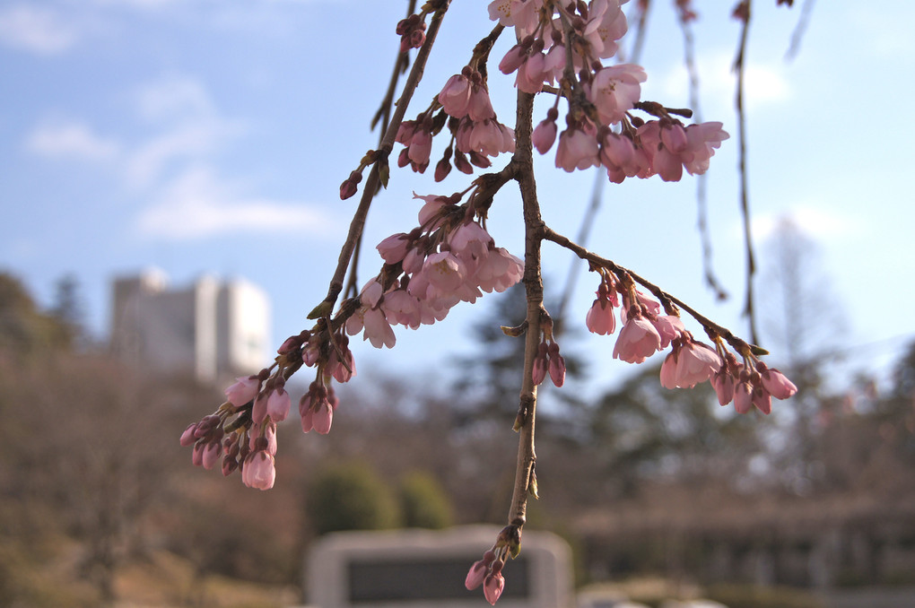 枝垂れ桜と背後の浄水場